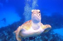 PADI Open Water Diver Course in Bayahibe