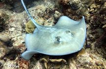 PADI Open Water Diver Course in Bayahibe