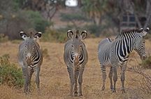 3 Days Safaris Tsavo East National Park and Taita Hills Saltlick
