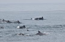 Dolphin and Bird Watching Ecotour Cruise