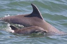 Dolphin and Bird Watching Ecotour Cruise