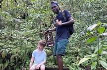 Volcano Hike To Mt. Liamuiga (Highest Peak On Island)