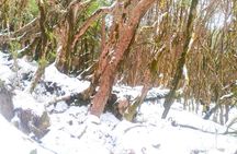 5 Day Mardi Himal Base Camp Trek in Pokhara