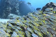 SCUBA Dive at Electric Beach with Photos -No Certification Needed