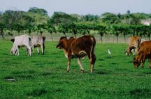 Dominican Republic Cultural Country Safari Tour from Punta Cana