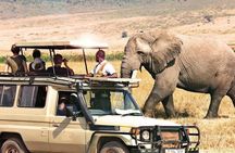 1 Day Private Ngorongoro Crater Safari