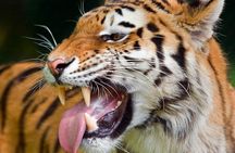 Private Corbett National Park & Nainital Tour from New Delhi