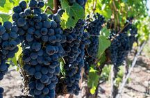 Cape Town: Franschhoek Wine Tram & Stollenbosch Full Day Tour
