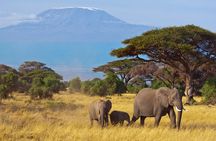 3 Days Amboseli National Park safari and Mount Kilimanjaro