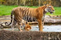 Private 4-Day Tiger Safari and Golden Triangle Tour from Delhi