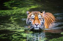 From Delhi: 7-Days Tiger Safari & Golden Triangle Tour