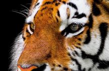From Delhi: 7-Days Tiger Safari & Golden Triangle Tour