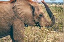 3 Day Safari to Tsavo East and Tsavo West from Coastal Beaches