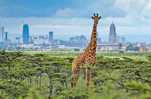 Day Trip to Nairobi National Park