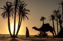 Sunset Camel Ride in the Palmerai of Marrakesh