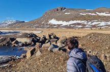 Rock Climbing in Iceland
