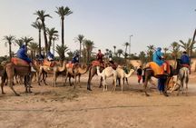  Camel Ride Through Marrakech's Palm Grove