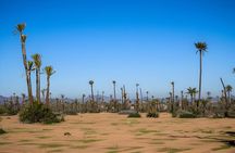  Camel Ride Through Marrakech's Palm Grove