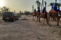  Camel Ride Through Marrakech's Palm Grove