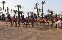  Camel Ride Through Marrakech's Palm Grove