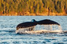 Experience Local Marine Wildlife Tour