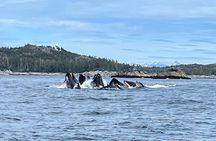 Experience Local Marine Wildlife Tour