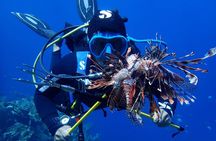 Roatan 2 Dive Scuba Adventure for Certified Divers