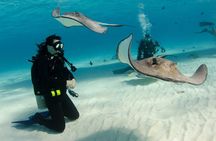 Roatan Reef Explorer Multi-Day Dive Package of 5 Dives