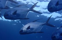 Roatan's Diving Best! 10 Dive Package for Certified Divers
