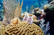 Roatan's Diving Best! 10 Dive Package for Certified Divers