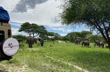 Day Tour in Tarangire National Park with Lunch
