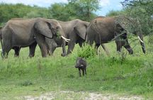Day Tour in Tarangire National Park with Lunch