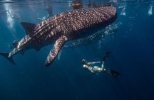 Cebu Whaleshark Watching w/ Sumilon Island Hopping