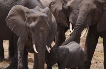 7 Days Mid Range Tanzania Wildlife Safari