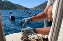 Pelješac - Wine, Oysters and Food Experience from Dubrovnik