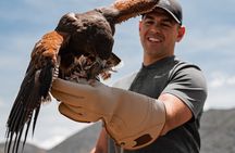 Experience Raptors and Falconry in Reno