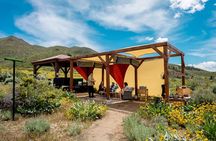 Experience Raptors and Falconry in Reno