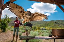 Experience Raptors and Falconry in Reno