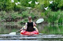 Mangrove Kayak 
