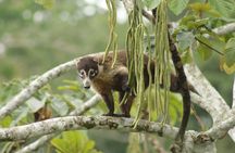 Safari Tour along the Peñas Blancas River