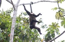 Safari Tour along the Peñas Blancas River