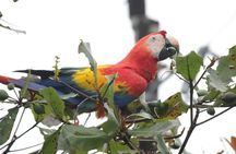 Safari Tour along the Peñas Blancas River