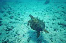 Private Marine Excursion and snorkeling in the lagoon of Moorea