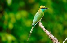 Multiday Safari and Hiking Adventure in Sri Lanka