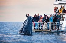 Boat Based Whale Watching from Hermanus