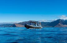 Oahu: Dolphin Swim and Snorkeling Speedboat Tour