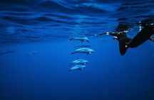 Oahu: Dolphin Swim and Snorkeling Speedboat Tour