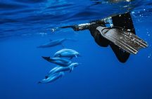 Oahu: Dolphin Swim and Snorkeling Speedboat Tour