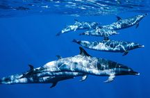 Deluxe Catamaran Swim with Dolphins in Oahu with Waterslide