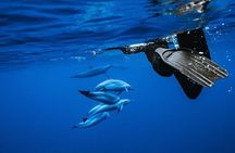 Deluxe Catamaran Swim with Dolphins in Oahu with Waterslide